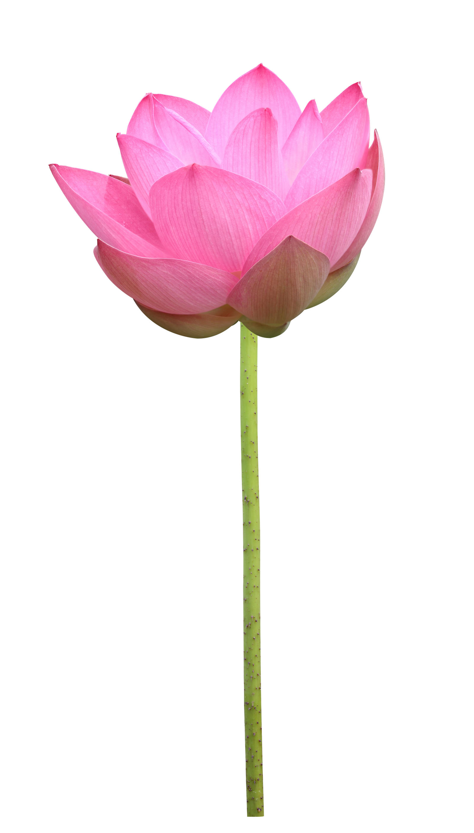 Lotus Lotus